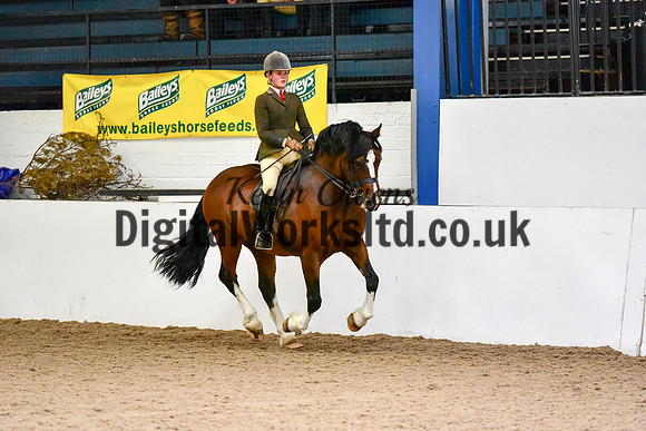 NECWPCA-SUMMER-WELSH-SILVER-MEDAL-SHOW (5 of 100)
