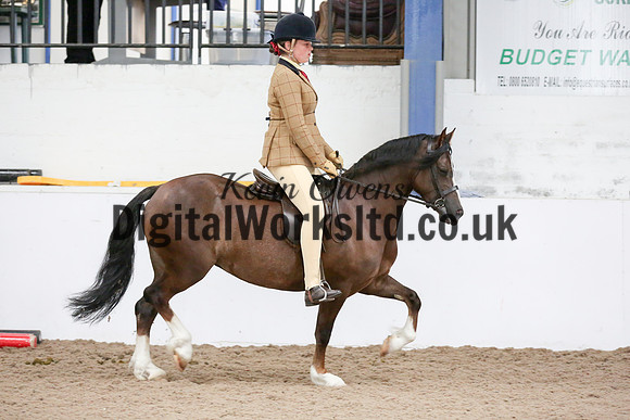 NECWPCA-SUMMER-WELSH-SILVER-MEDAL-SHOW (238 of 315)
