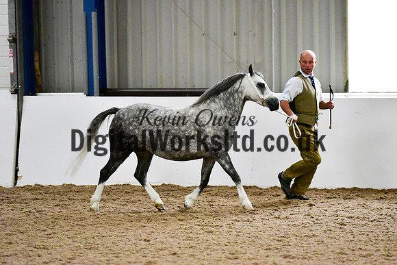 NECWPCA-SUMMER-WELSH-SILVER-MEDAL-SHOW (26 of 412)