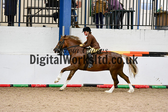 NECWPCA-SUMMER-WELSH-SILVER-MEDAL-SHOW (7 of 92)