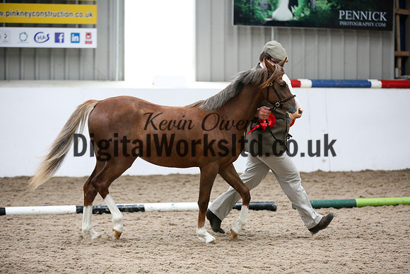 NECWPCA-SUMMER-WELSH-SILVER-MEDAL-SHOW (13 of 134)
