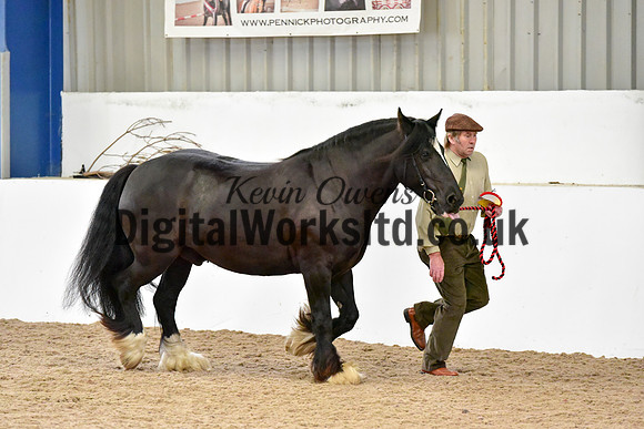 NECWPCA-SUMMER-WELSH-SILVER-MEDAL-SHOW (10 of 150)
