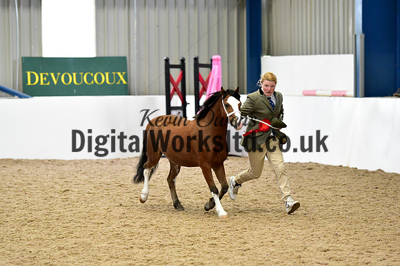 NECWPCA-SUMMER-WELSH-SILVER-MEDAL-SHOW (12 of 46)