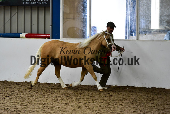 NECWPCA-SUMMER-WELSH-SILVER-MEDAL-SHOW (4 of 13)