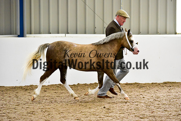 NECWPCA-SUMMER-WELSH-SILVER-MEDAL-SHOW (50 of 61)