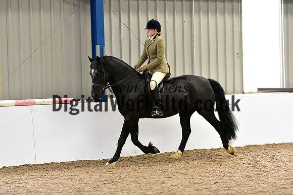 NECWPCA-SUMMER-WELSH-SILVER-MEDAL-SHOW (173 of 315)