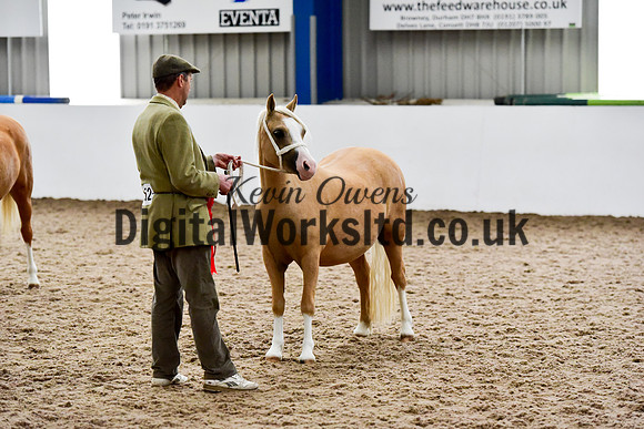 NECWPCA-SUMMER-WELSH-SILVER-MEDAL-SHOW (12 of 13)