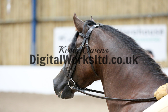 NECWPCA-SUMMER-WELSH-SILVER-MEDAL-SHOW (292 of 315)