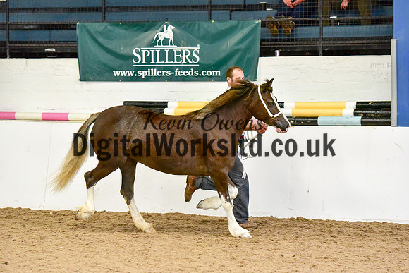 NECWPCA-SUMMER-WELSH-SILVER-MEDAL-SHOW (21 of 46)