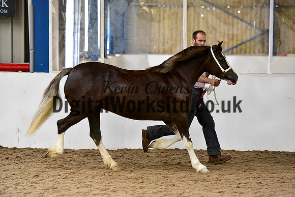 NECWPCA-SUMMER-WELSH-SILVER-MEDAL-SHOW (18 of 46)