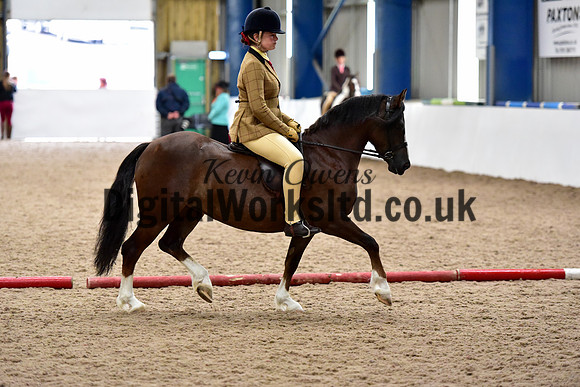 NECWPCA-SUMMER-WELSH-SILVER-MEDAL-SHOW (57 of 419)