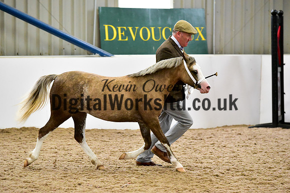 NECWPCA-SUMMER-WELSH-SILVER-MEDAL-SHOW (51 of 61)