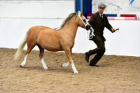 NECWPCA-SUMMER-WELSH-SILVER-MEDAL-SHOW (15 of 412)
