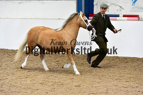 NECWPCA-SUMMER-WELSH-SILVER-MEDAL-SHOW (15 of 412)