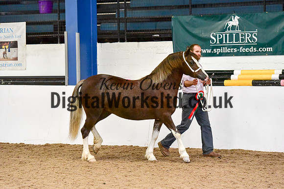 NECWPCA-SUMMER-WELSH-SILVER-MEDAL-SHOW (16 of 46)