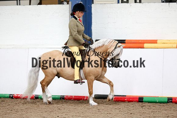 NECWPCA-SUMMER-WELSH-SILVER-MEDAL-SHOW (178 of 315)
