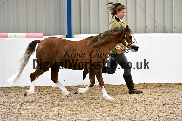 NECWPCA-SUMMER-WELSH-SILVER-MEDAL-SHOW (22 of 61)