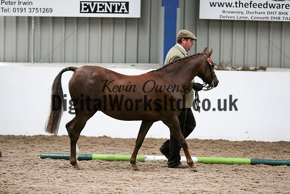 NECWPCA-SUMMER-WELSH-SILVER-MEDAL-SHOW (29 of 412)