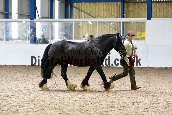 NECWPCA-SUMMER-WELSH-SILVER-MEDAL-SHOW (1 of 61)