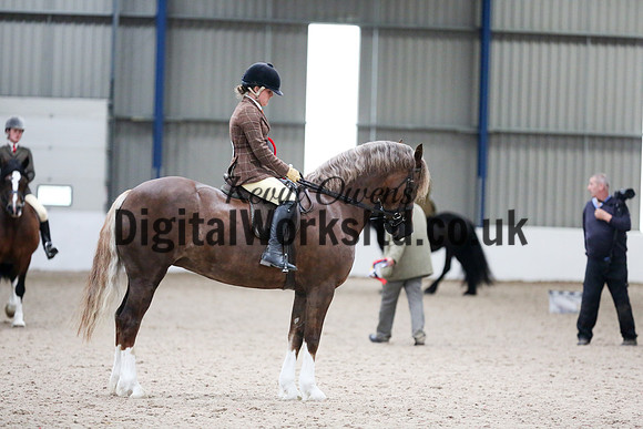 NECWPCA-SUMMER-WELSH-SILVER-MEDAL-SHOW (194 of 325)