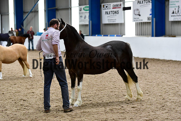NECWPCA-SUMMER-WELSH-SILVER-MEDAL-SHOW (2 of 13)