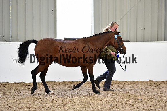 NECWPCA-SUMMER-WELSH-SILVER-MEDAL-SHOW (8 of 104)