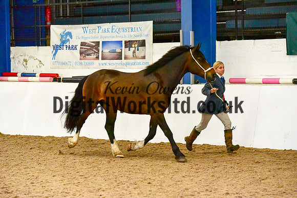 NECWPCA-SUMMER-WELSH-SILVER-MEDAL-SHOW (2 of 61)