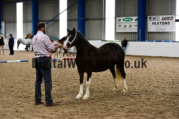 NECWPCA-SUMMER-WELSH-SILVER-MEDAL-SHOW (13 of 13)