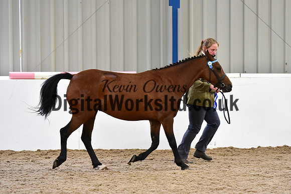 NECWPCA-SUMMER-WELSH-SILVER-MEDAL-SHOW (7 of 104)
