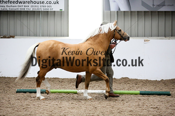 NECWPCA-SUMMER-WELSH-SILVER-MEDAL-SHOW (7 of 134)