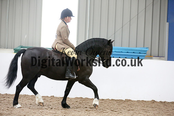 NECWPCA-SUMMER-WELSH-SILVER-MEDAL-SHOW (231 of 315)