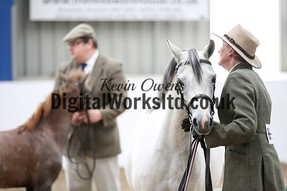 NECWPCA-SUMMER-WELSH-SILVER-MEDAL-SHOW (42 of 427)