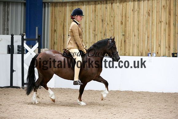 NECWPCA-SUMMER-WELSH-SILVER-MEDAL-SHOW (242 of 315)