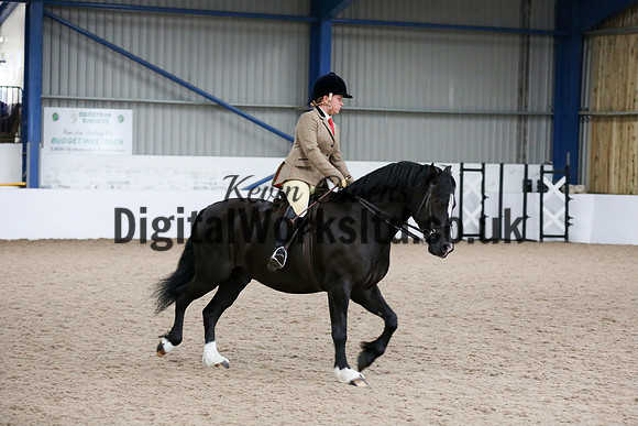 NECWPCA-SUMMER-WELSH-SILVER-MEDAL-SHOW (310 of 315)