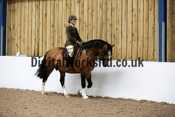 NECWPCA-SUMMER-WELSH-SILVER-MEDAL-SHOW (225 of 315)