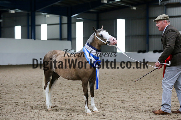 NECWPCA-SUMMER-WELSH-SILVER-MEDAL-SHOW (9 of 159)