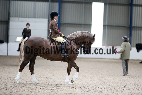 NECWPCA-SUMMER-WELSH-SILVER-MEDAL-SHOW (193 of 325)