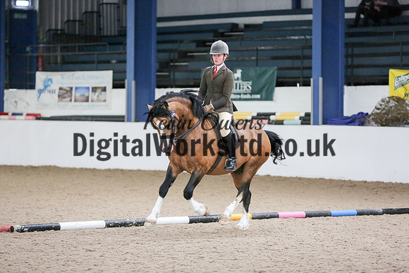 NECWPCA-SUMMER-WELSH-SILVER-MEDAL-SHOW (299 of 315)