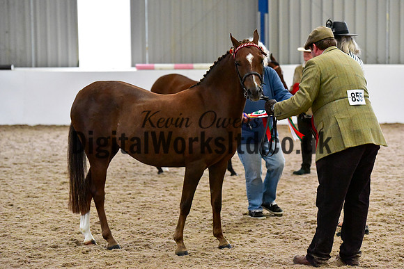 NECWPCA-SUMMER-WELSH-SILVER-MEDAL-SHOW (18 of 61)