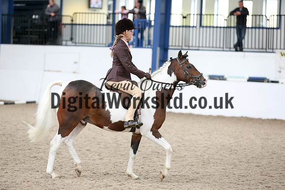 NECWPCA-SUMMER-WELSH-SILVER-MEDAL-SHOW (75 of 419)