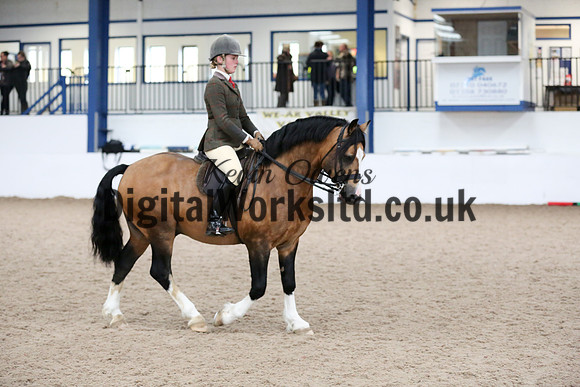 NECWPCA-SUMMER-WELSH-SILVER-MEDAL-SHOW (290 of 315)