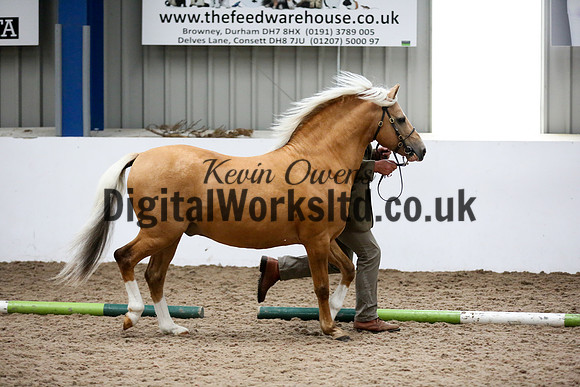 NECWPCA-SUMMER-WELSH-SILVER-MEDAL-SHOW (5 of 134)