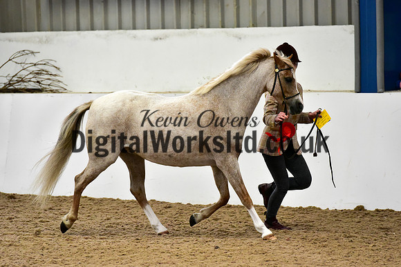 NECWPCA-SUMMER-WELSH-SILVER-MEDAL-SHOW (40 of 61)