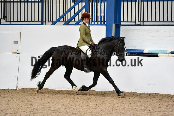 NECWPCA-SUMMER-WELSH-SILVER-MEDAL-SHOW (44 of 92)