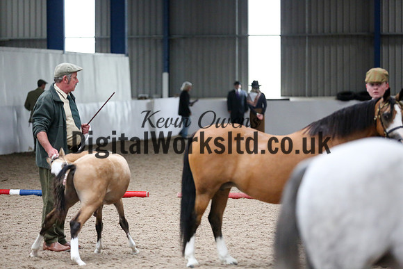 NECWPCA-SUMMER-WELSH-SILVER-MEDAL-SHOW (51 of 427)