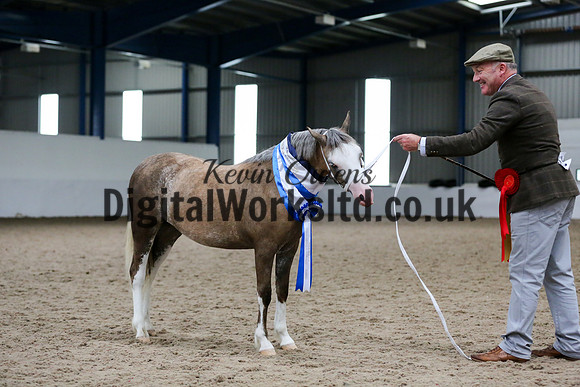 NECWPCA-SUMMER-WELSH-SILVER-MEDAL-SHOW (10 of 159)
