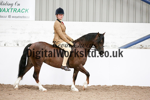 NECWPCA-SUMMER-WELSH-SILVER-MEDAL-SHOW (230 of 315)