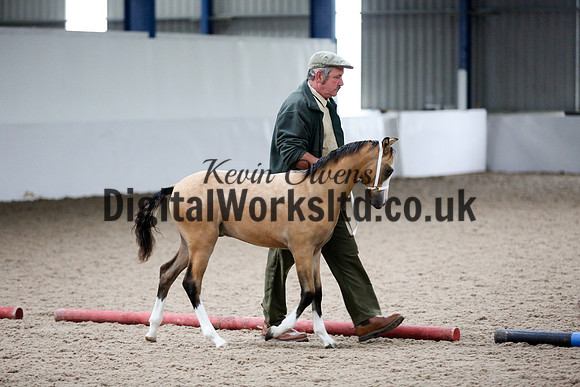 NECWPCA-SUMMER-WELSH-SILVER-MEDAL-SHOW (21 of 427)