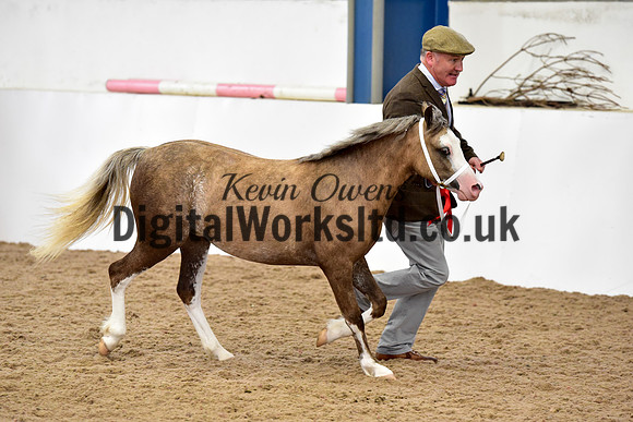 NECWPCA-SUMMER-WELSH-SILVER-MEDAL-SHOW (6 of 82)