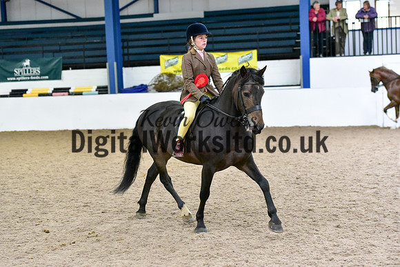 NECWPCA-SUMMER-WELSH-SILVER-MEDAL-SHOW (177 of 325)